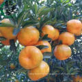 2021 New Crop China Fresh Citrus Mandarin Orange